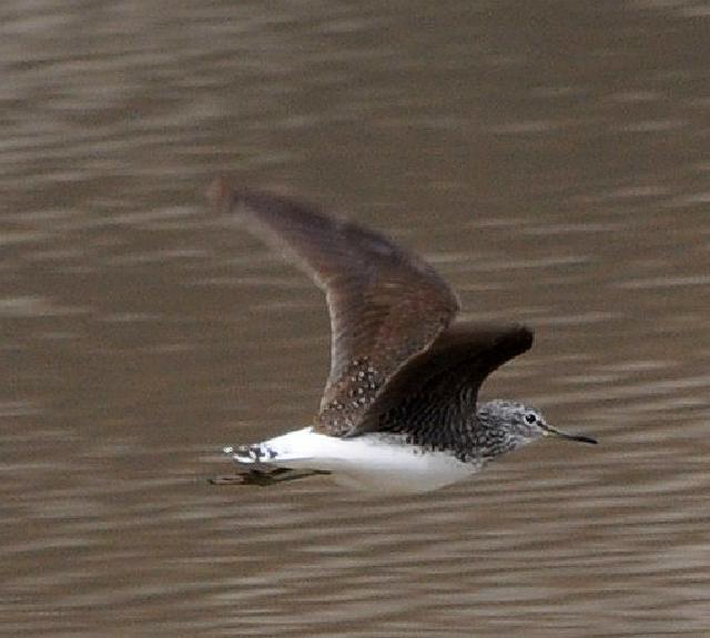 common greenshank flying
